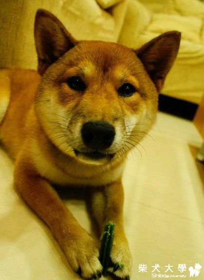 初回報到之可愛帥氣 eason(原發表者:dsc2851)(相簿)