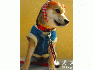 可愛harry(原發表者:Harry二姐姐)(相簿)