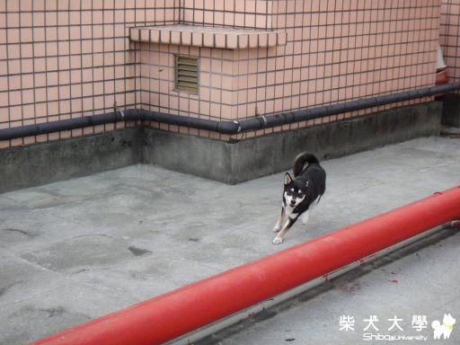 碧兒的玩伴 妞妞(原發表者:Bart)(相簿)