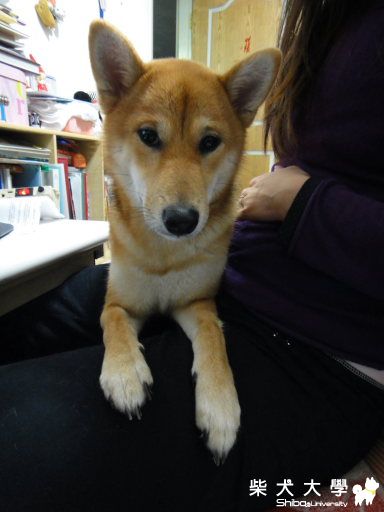 碧兒的可愛攻擊...(原發表者:Bart)(相簿)