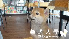 鹿和小轟趴~~成功(原發表者:麻糬媽)(相簿)