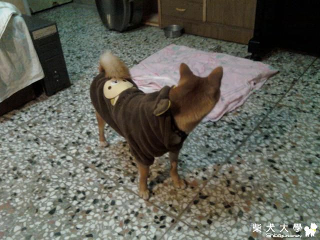 新衣服&我的床被狗霸佔了(原發表者:小奈)(相簿)