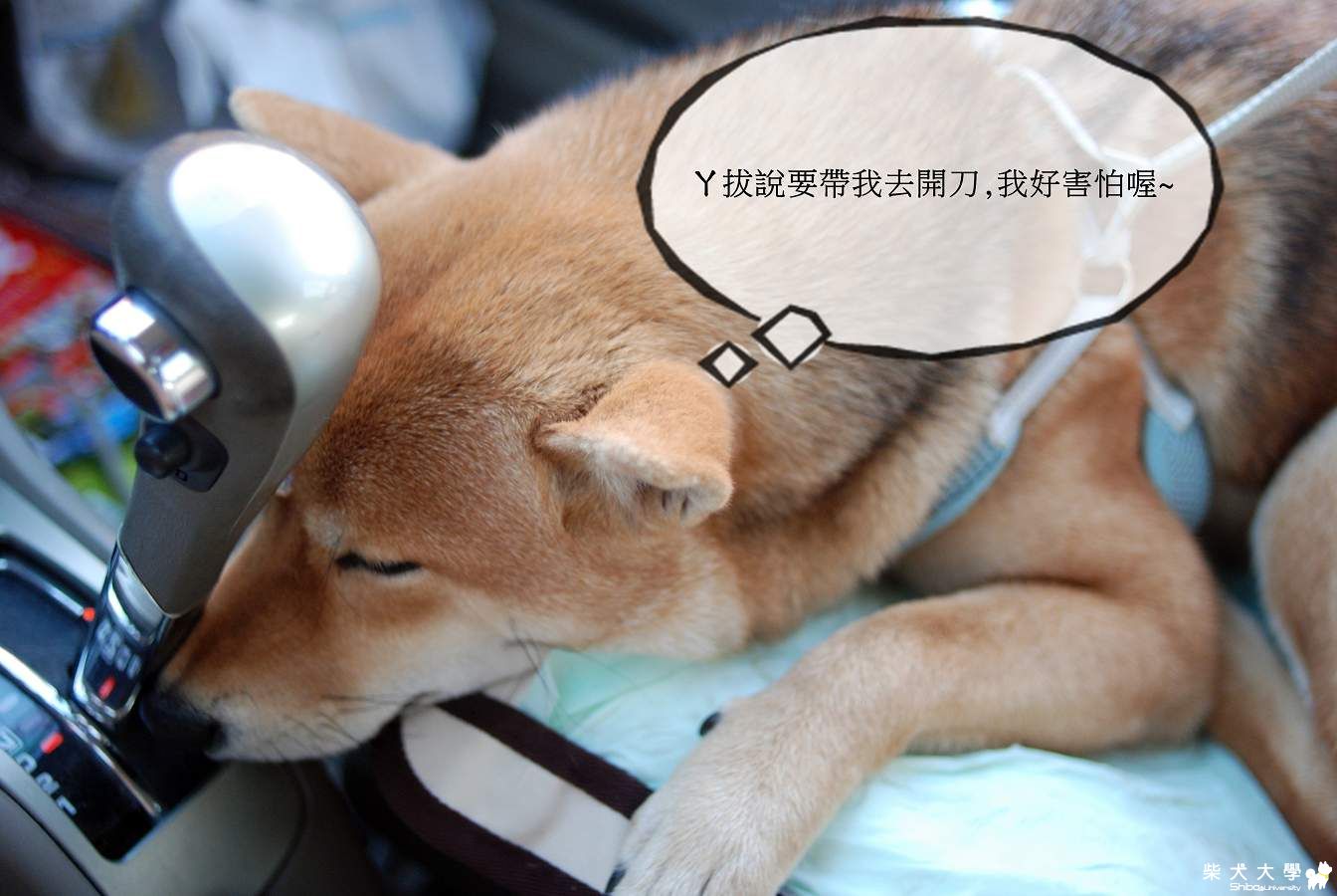 眉心的肉瘤(原發表者:球球的爹)(相簿)