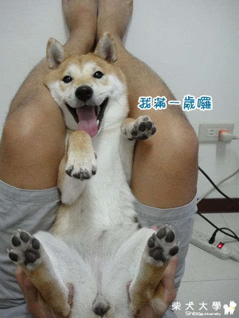 牛牛滿一歲柳~~(原發表者:sapokuda)(相簿)