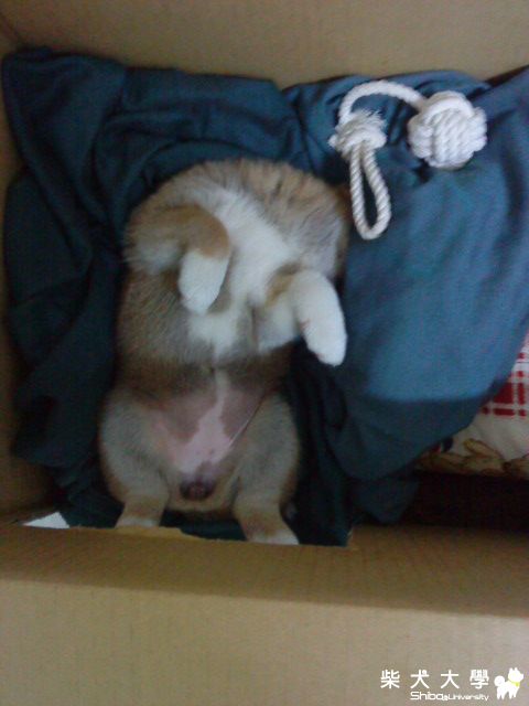 我家的恰恰睡姿撩人~"~(原發表者:Xx959)(相簿)