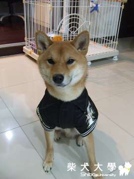 Fighter穿上Fighter～(原發表者:Fighter爸)(相簿)