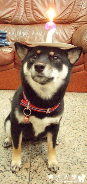 黑糖祝大家新年快樂(原發表者:黑糖姐)(相簿)