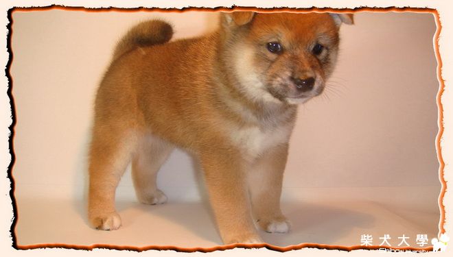 拍沙龍照(原發表者:芭比拔拔)(相簿)