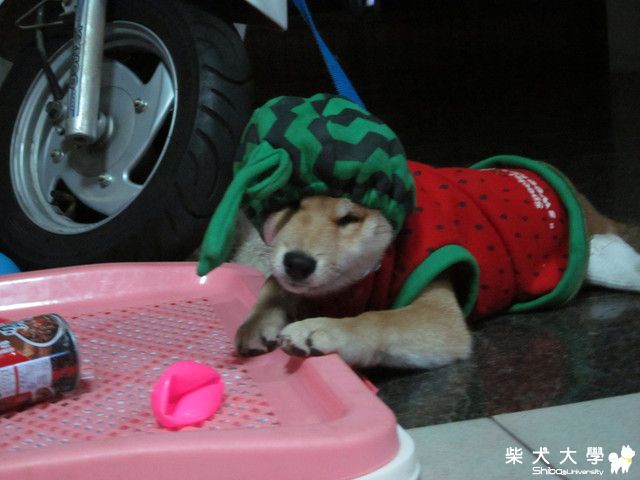 我的哈哈西瓜裝(原發表者:哈哈爸)(相簿)