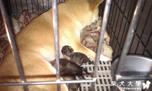 0104布丁和旺旺之三小柴出生啦(原發表者:旺旺&布丁麻)(相簿)