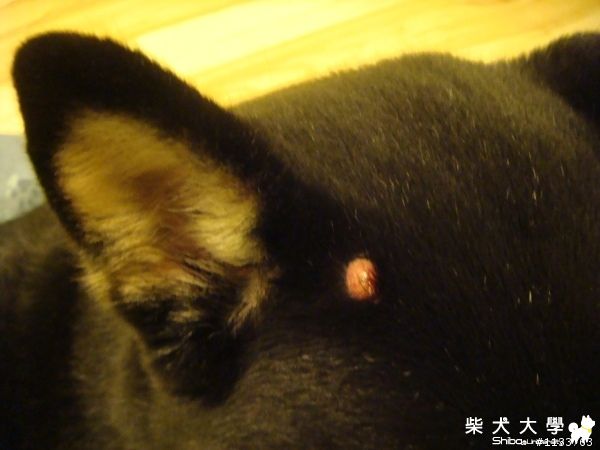 腫瘤？發炎？黴菌？求救！有建議的好醫師嗎？-已擦藥治癒(原發表者:babycat_tw)(醫療保健)