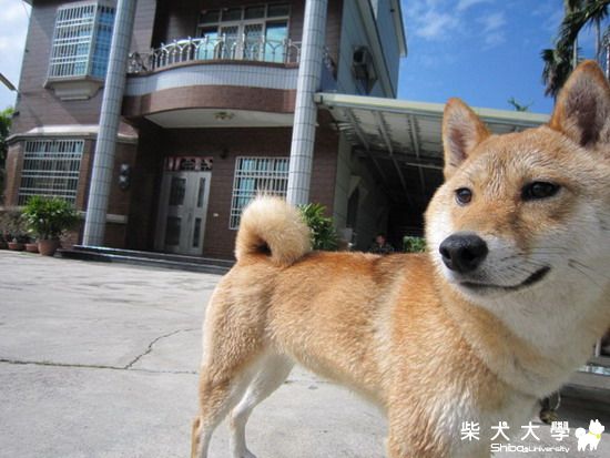 鑽石頭一次上相(原發表者:鑽石爸)(相簿)