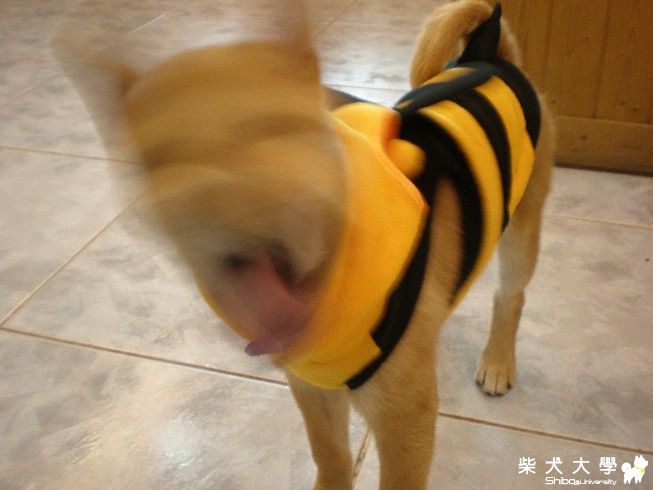 學員祭-RUN PUPPY!(原發表者:豆皮媽)(相簿)