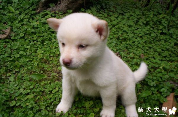 潔芽骨(原發表者:屁蛋)(相簿)