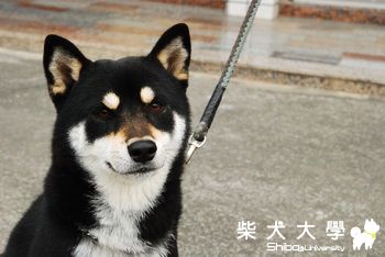 0116布丁和旺旺之三小柴(原發表者:旺旺&布丁麻)(相簿)