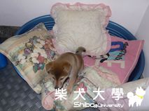 家裡的新成員--小寶(原發表者:leewei)(相簿)