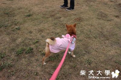 2011柴大學園祭- F組最棒囉!(原發表者:Bart)(相簿)