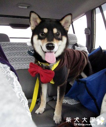 2011/1/16學園祭之 一堆人&一堆柴 (F組)(原發表者:Eagle姊)(相簿)