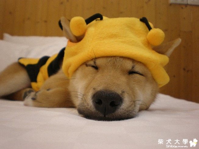 感謝巧克力家~熊媽~紅麻糬~焦糖媽....及柴大的每位!(原發表者:豆皮媽)(相簿)