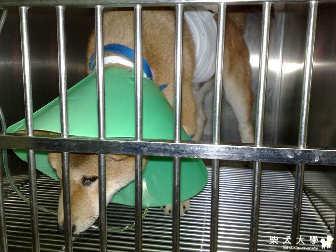 我們家哈哈~胡亂吃一通(原發表者:哈哈爸)(相簿)