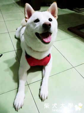 出現了......!!!!!!(原發表者:妞妞拔藍洋)(相簿)