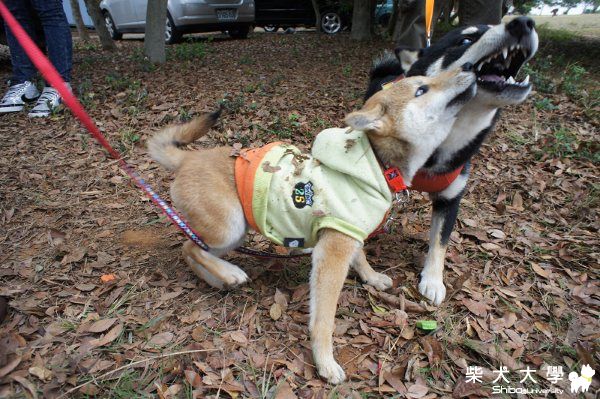 學園祭好好玩~(原發表者:Harry二姐姐)(相簿)