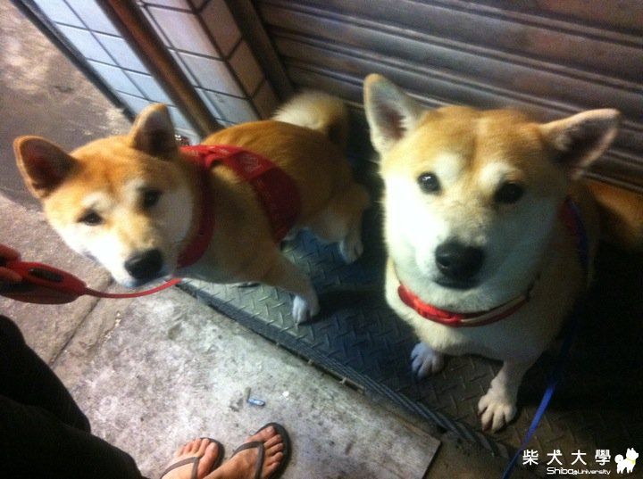 丸丸家新照片...很久沒po了!(原發表者:小奇)(相簿)