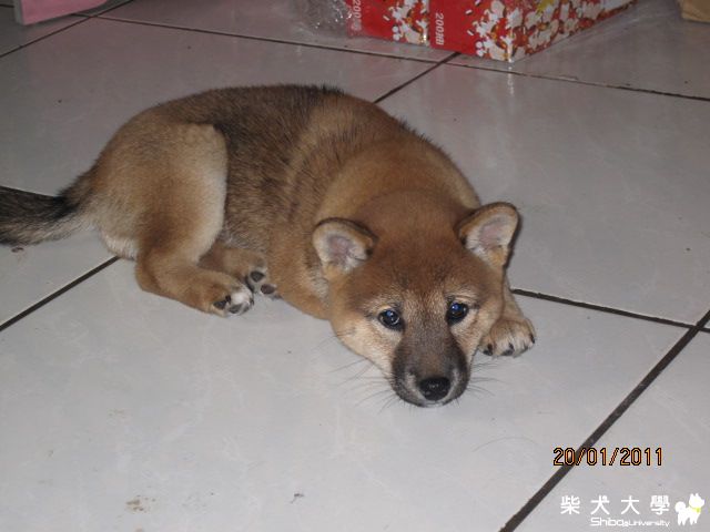 多多的近況 進入63天了(原發表者:天生神準)(相簿)