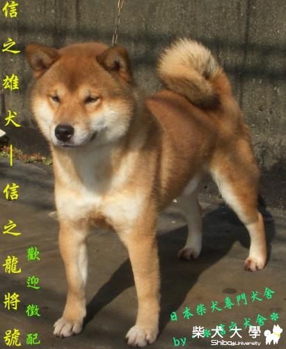 被別人家的柴犬咬(原發表者:小奈)(相簿)