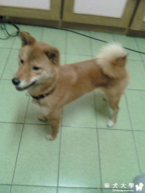 長不大的pinky ..(原發表者:小奈)(相簿)