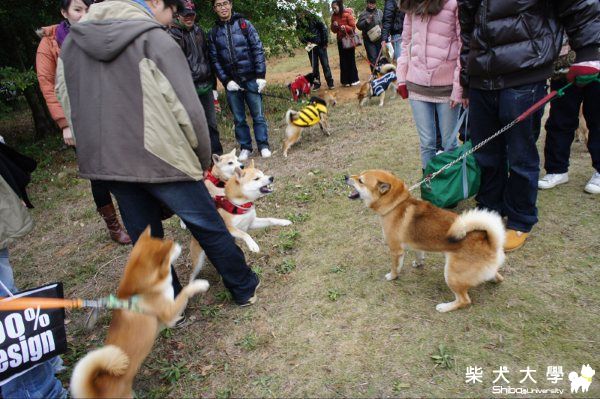 快來相認自家柴(學園祭)(原發表者:Harry二姐姐)(相簿)