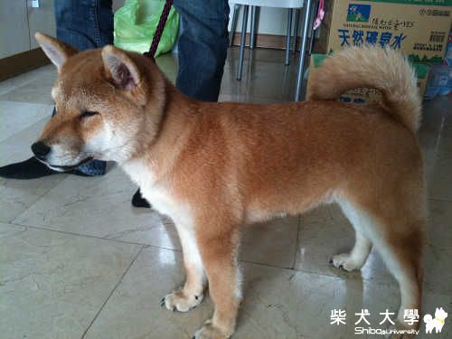 六筒新牽繩　等得好辛苦(原發表者:六筒拔)(相簿)