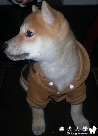 麻糬~~~拍拍  搶鏡頭(原發表者:麻糬媽)(相簿)