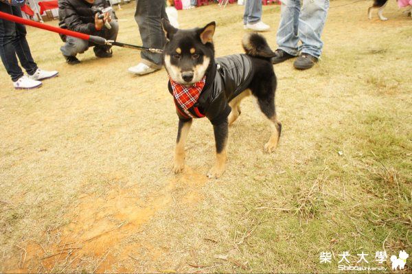 大家來找柴(原發表者:Harry二姐姐)(相簿)