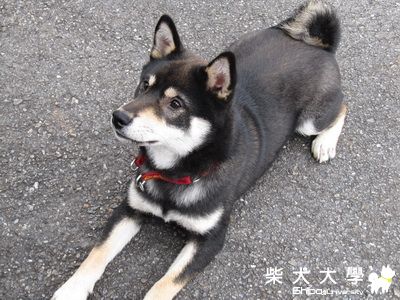 跳躍吧~小寶~(原發表者:阿寶)(相簿)