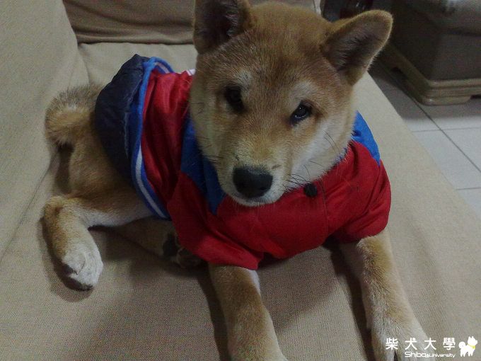 哈哈愛睡覺~!    古錐唷^^(原發表者:哈哈爸)(相簿)