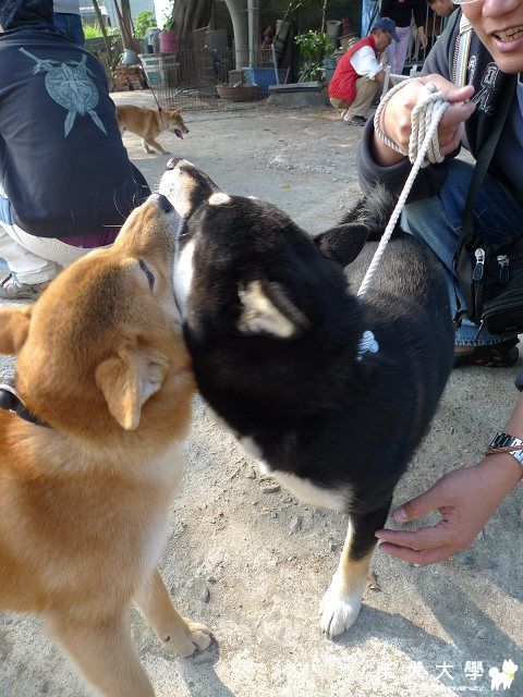 海匠回娘家~~柴聚(原發表者:liveup11)(相簿)