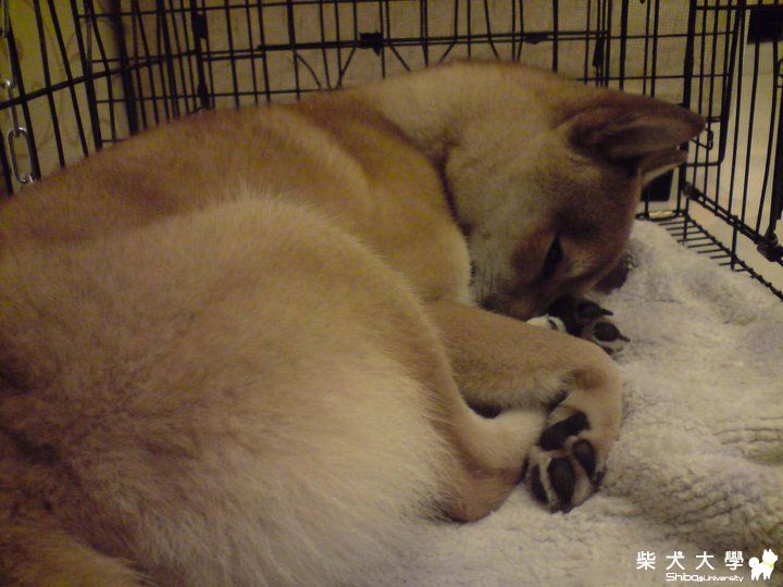 心中的小帥哥(原發表者:dsc2851)(相簿)