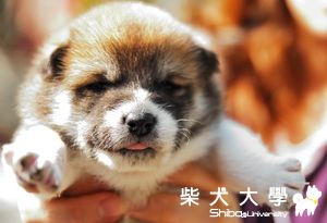 旺旺布丁之家有三寶-出生20天(原發表者:旺旺&布丁麻)(相簿)