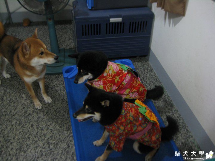 柴犬就是該穿和服(原發表者:黑妹麻)(相簿)