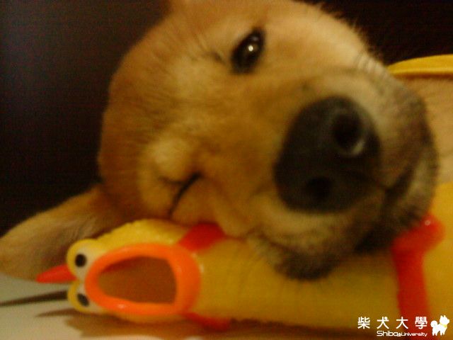 好ㄉ不學都學怪招啦!(原發表者:豆皮媽)(相簿)