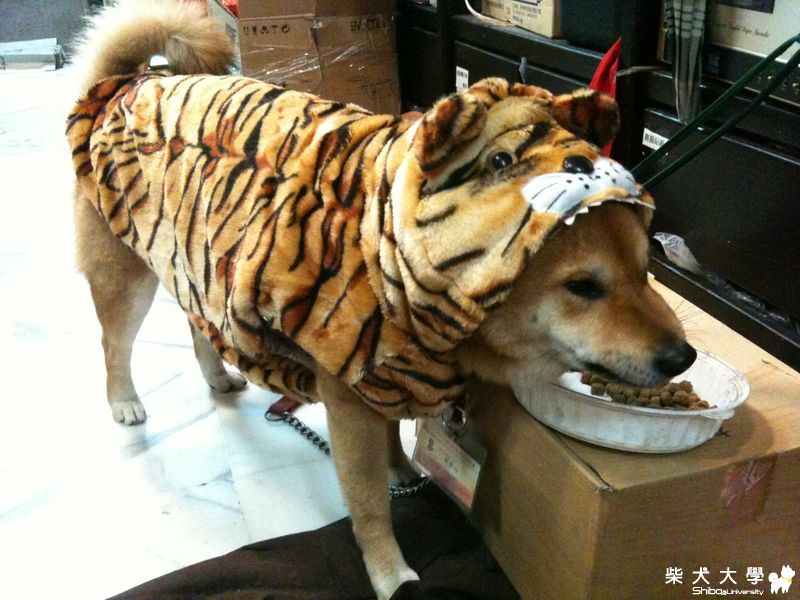 小心!內有猛虎!(原發表者:ian30409)(相簿)