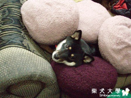 黑糖隱藏術~(原發表者:黑糖姐)(相簿)