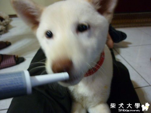 吃藥藥囉^^ (有吃飽的在進來)(原發表者:屁蛋)(相簿)