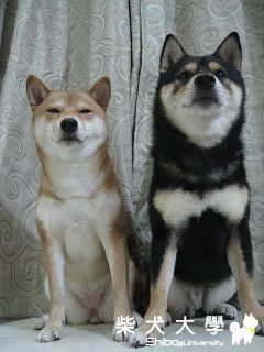 瑪妮與歐元 居家生活篇(原發表者:g011602)(相簿)