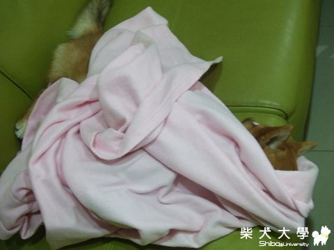 Fighter占心術～(原發表者:Fighter爸)(綜合討論)