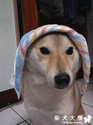 哆哆來發財~(原發表者:哆哆麻)(相簿)