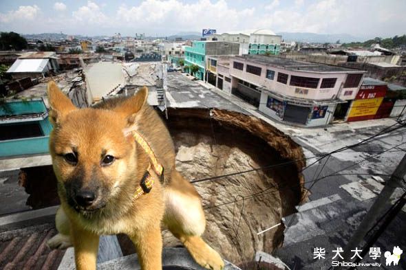 阿狐拜年+瓜地馬拉之行(原發表者:狐媽)(相簿)