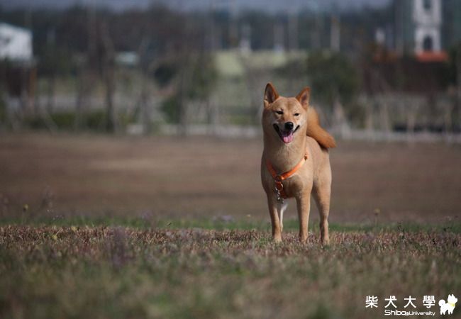 財妹祝大家新年快樂(原發表者:財妹拔拔)(相簿)