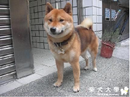 家有愛柴初長成(有圖喔)(原發表者:q495140647)(相簿)